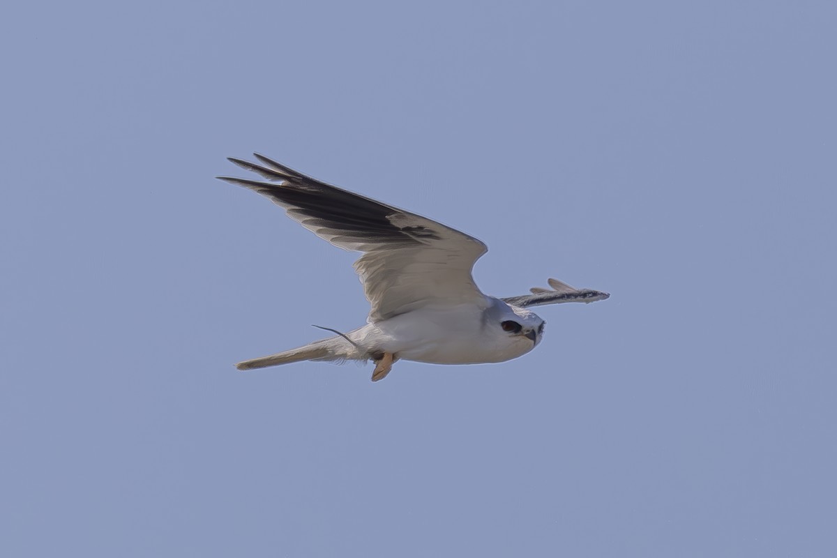 White-tailed Kite - ML622138784