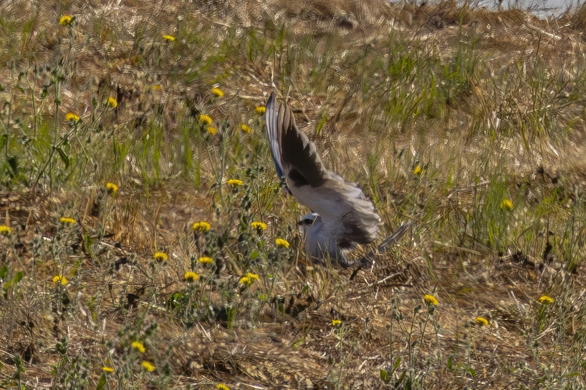 White-tailed Kite - ML622138787