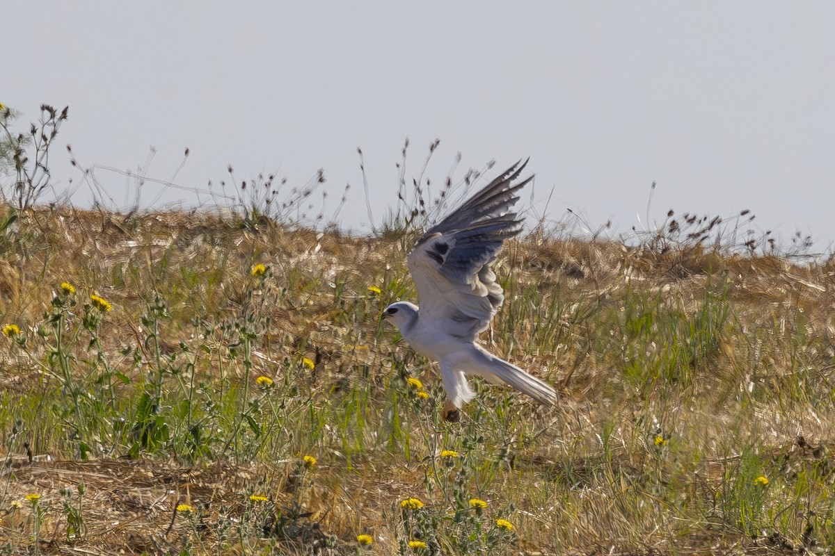 White-tailed Kite - ML622138788