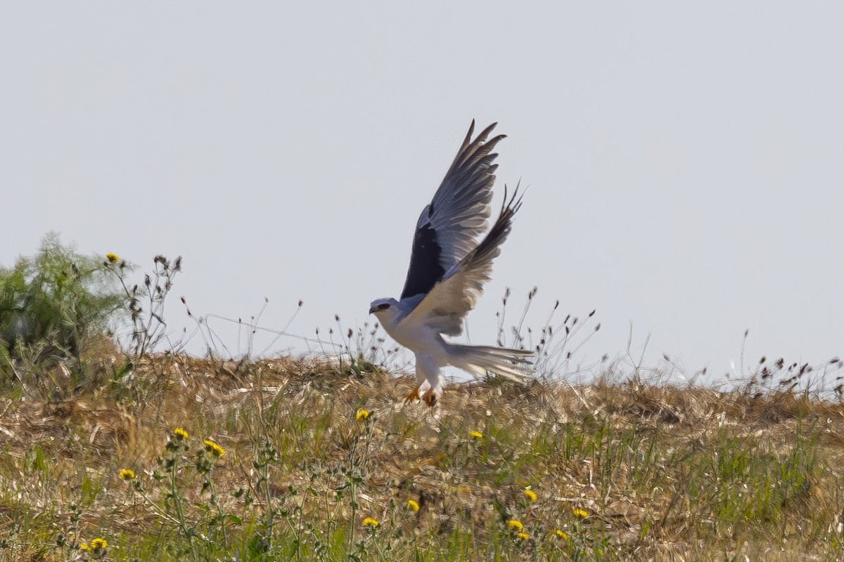 White-tailed Kite - Loni Ye