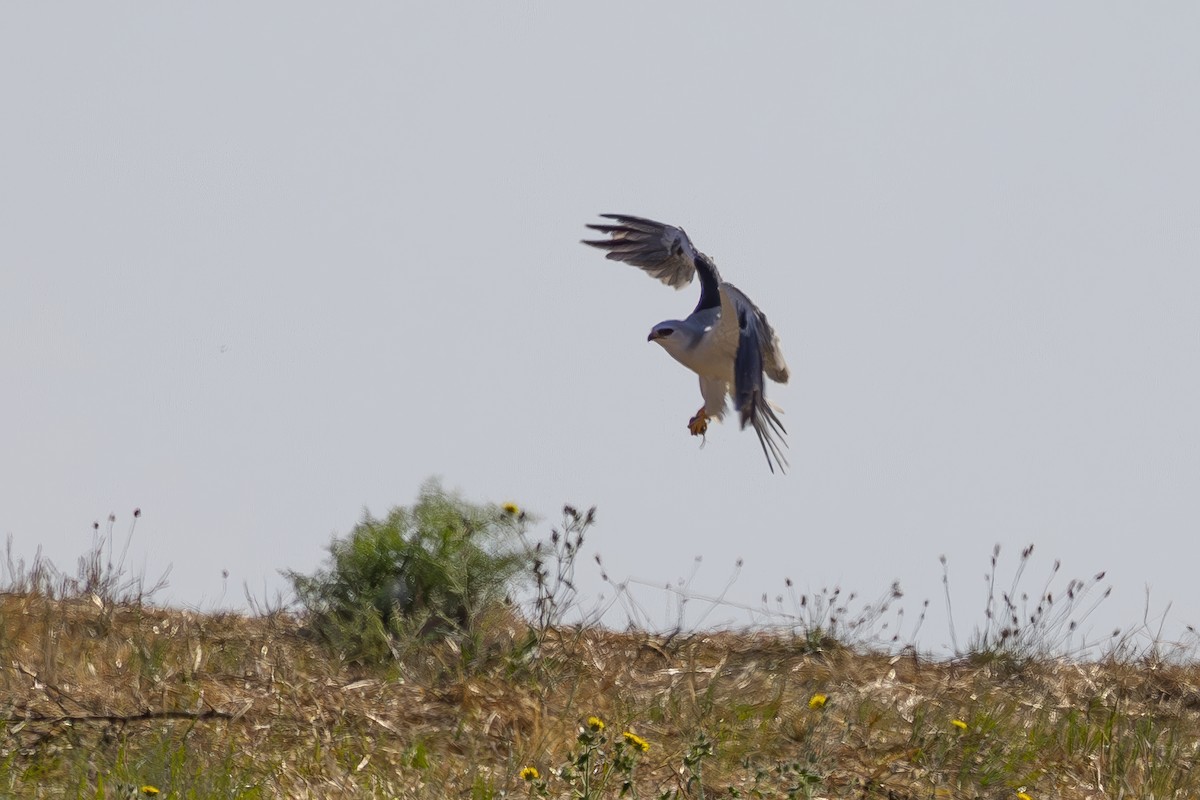 White-tailed Kite - ML622138791