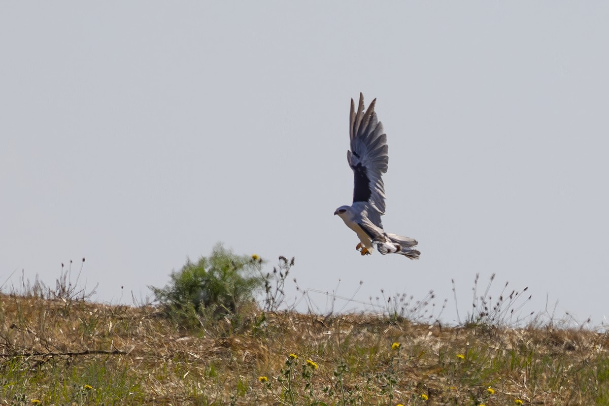 White-tailed Kite - ML622138792