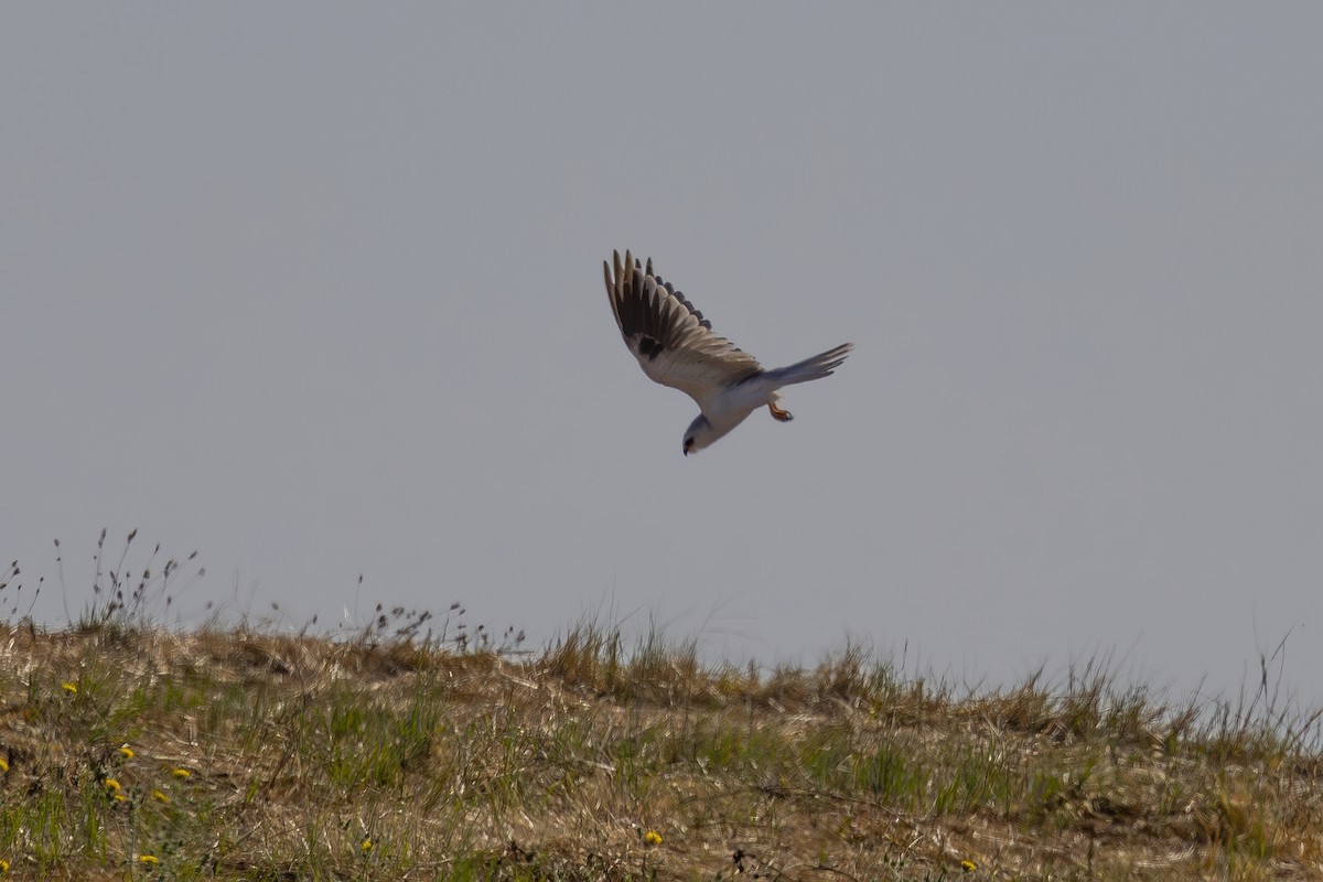 White-tailed Kite - ML622138793