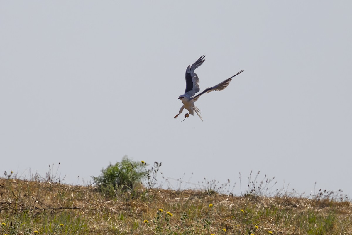 White-tailed Kite - ML622138794