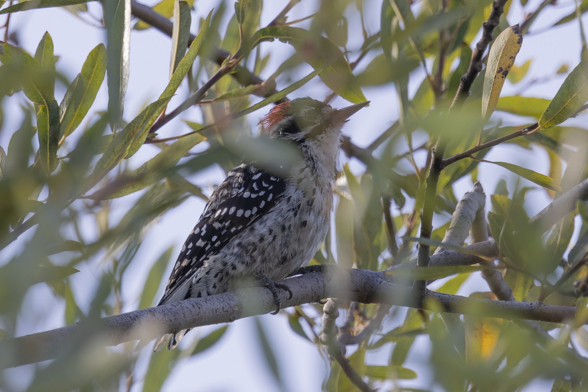 Nuttall's Woodpecker - ML622138805