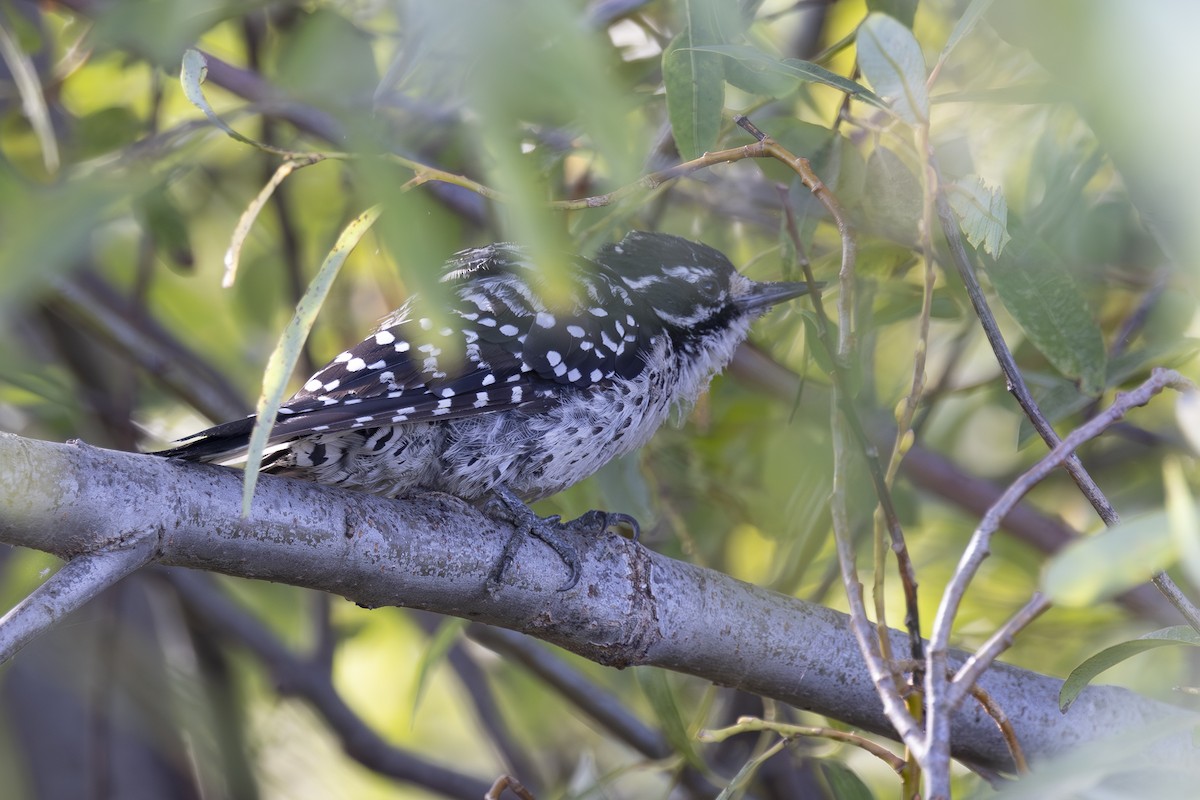 Nuttall's Woodpecker - ML622138806