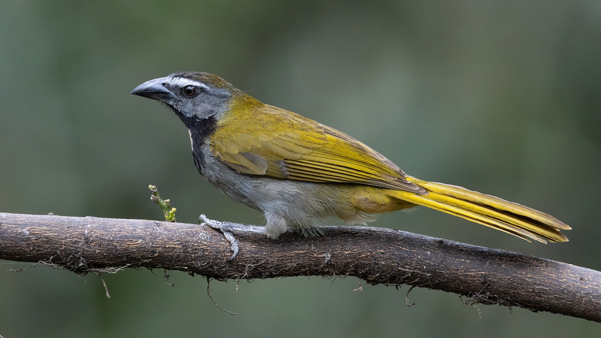 Buff-throated Saltator - ML622138807