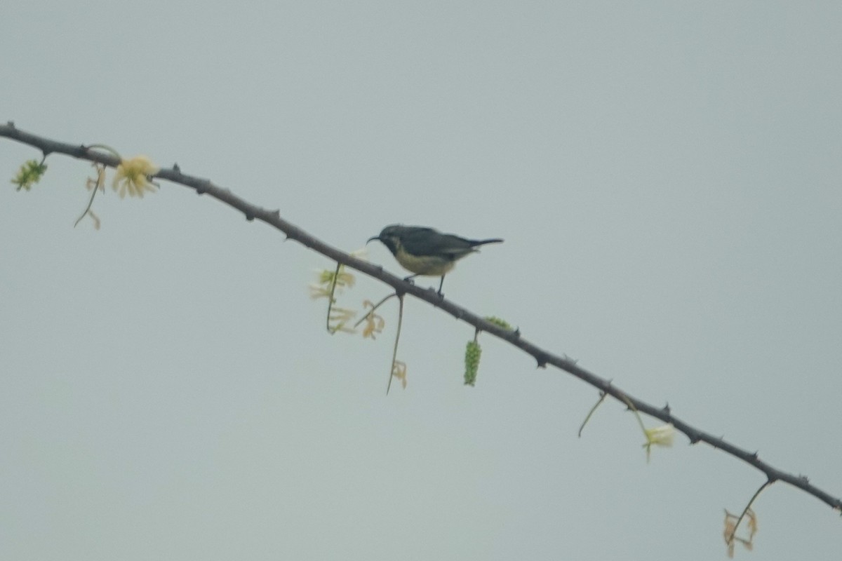 Suimanga Pechiescarlata - ML622138830