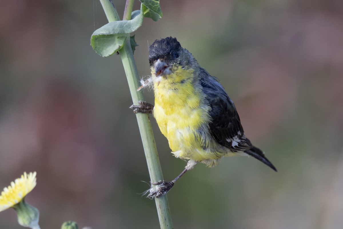 Lesser Goldfinch - ML622138831