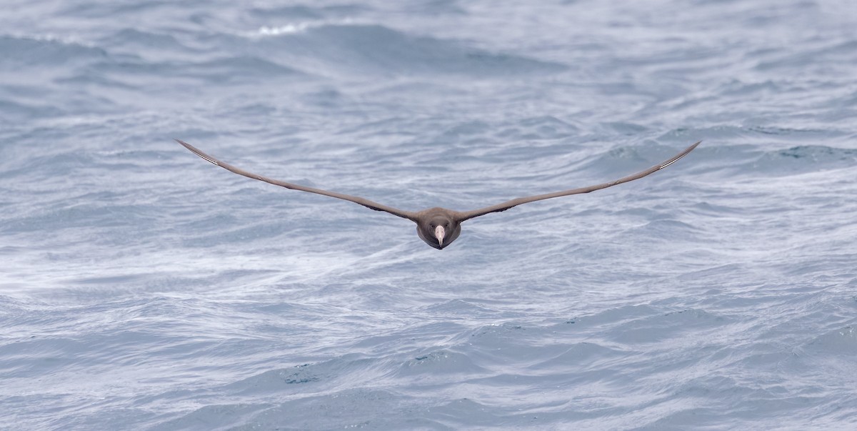 Short-tailed Albatross - ML622138832