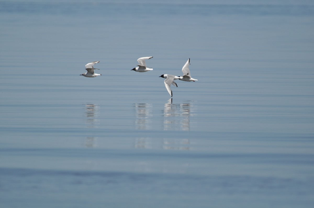 Bonaparte's Gull - Timothy Gluch