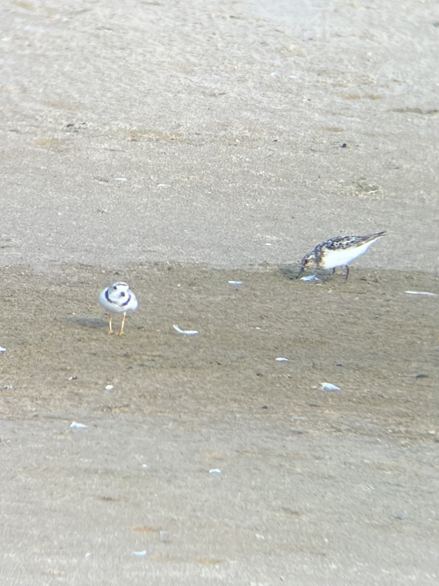 Sanderling - Nathan Thomas