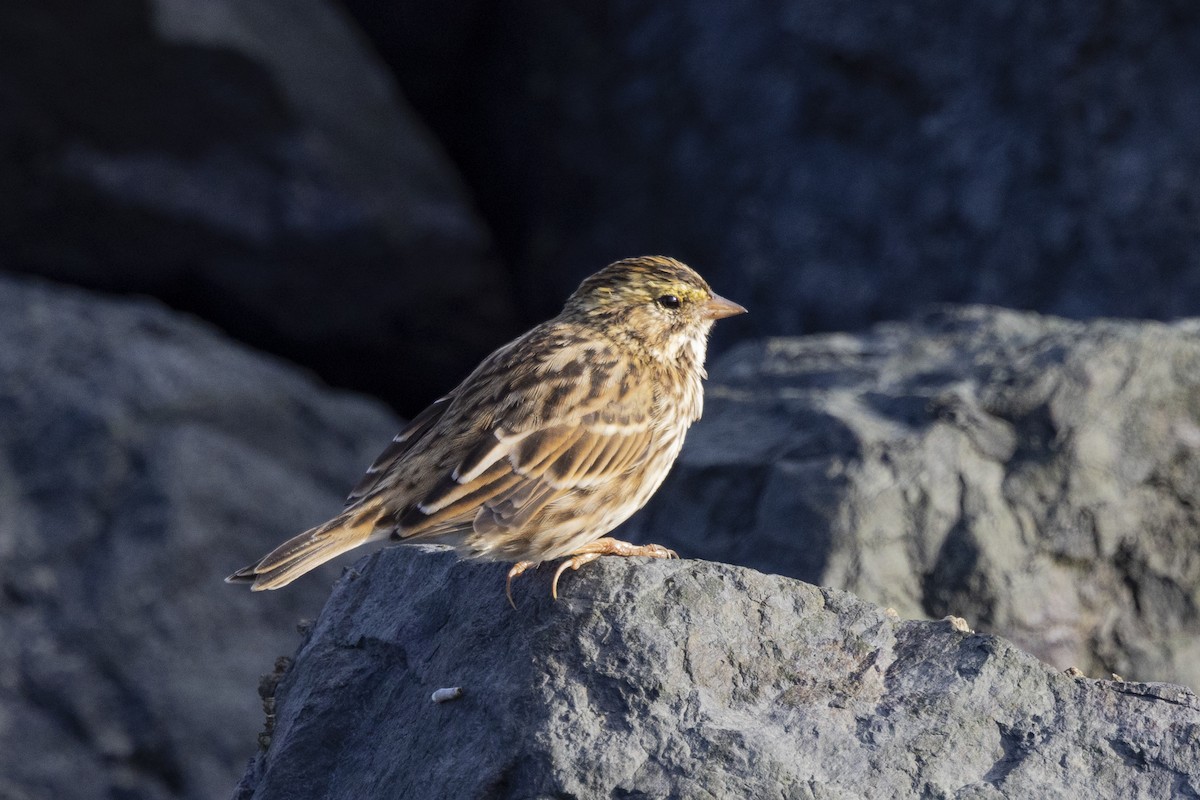 Savannah Sparrow - ML622138836