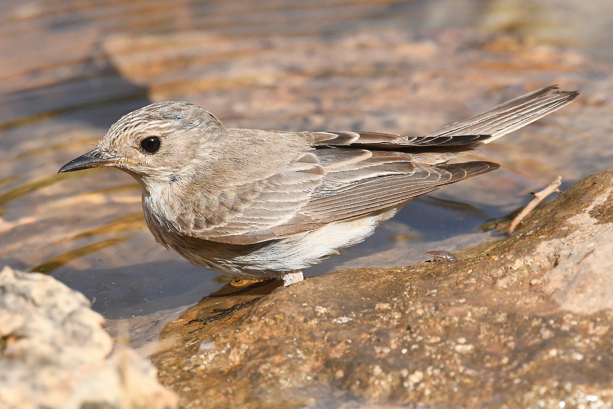 Papamoscas Gris (tyrrhenica/balearica) - ML622138837