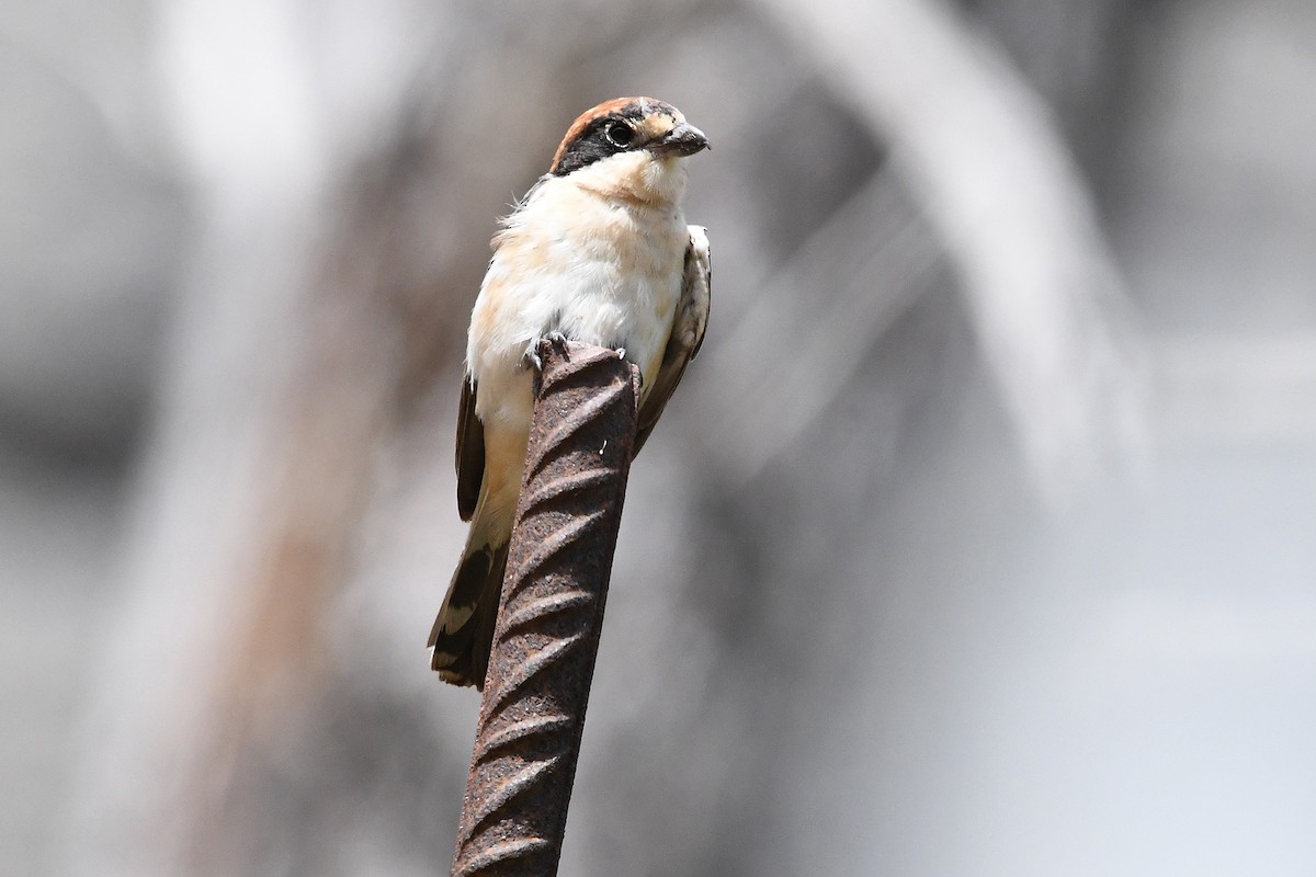 Woodchat Shrike (Balearic) - Juan José  Bazan Hiraldo