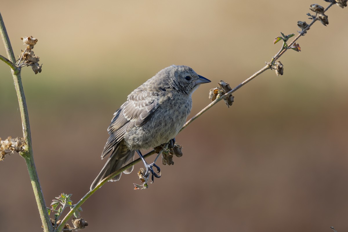 Brown-headed Cowbird - ML622138846