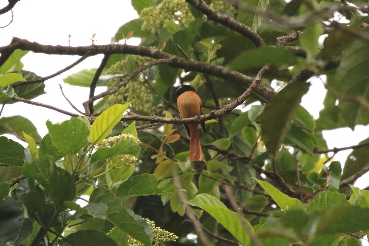 Black-and-cinnamon Fantail - Neil Osborne