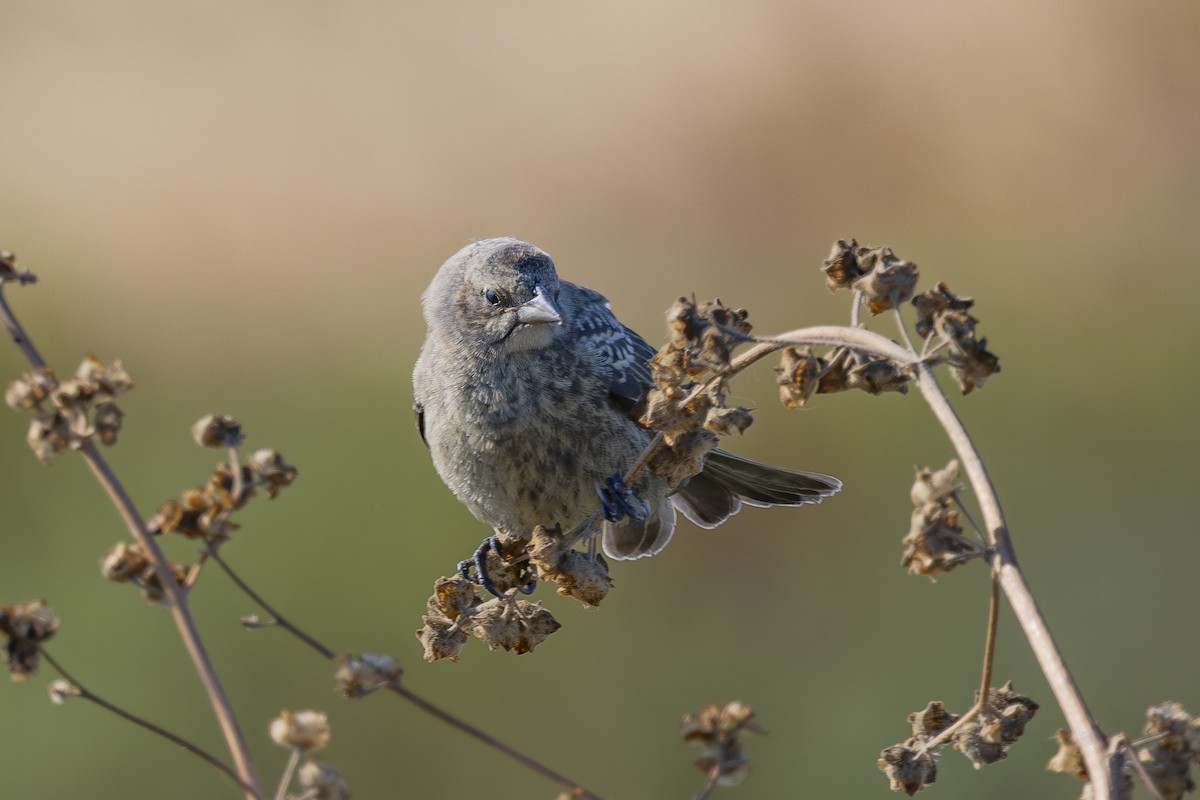 Brown-headed Cowbird - ML622138870