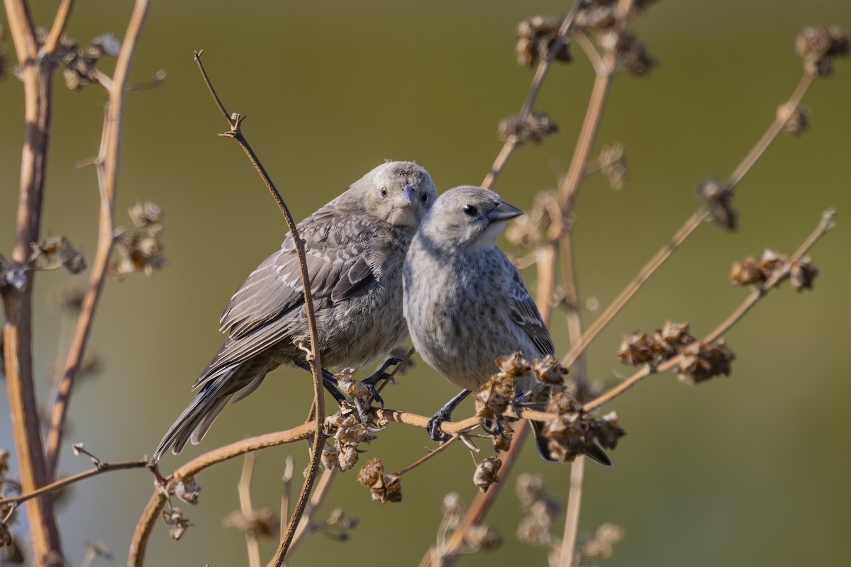 Brown-headed Cowbird - ML622138871