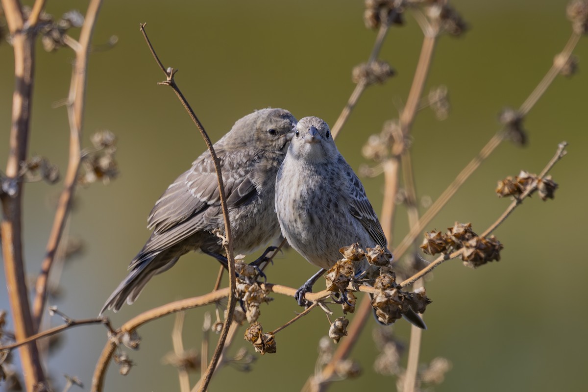 Brown-headed Cowbird - ML622138872