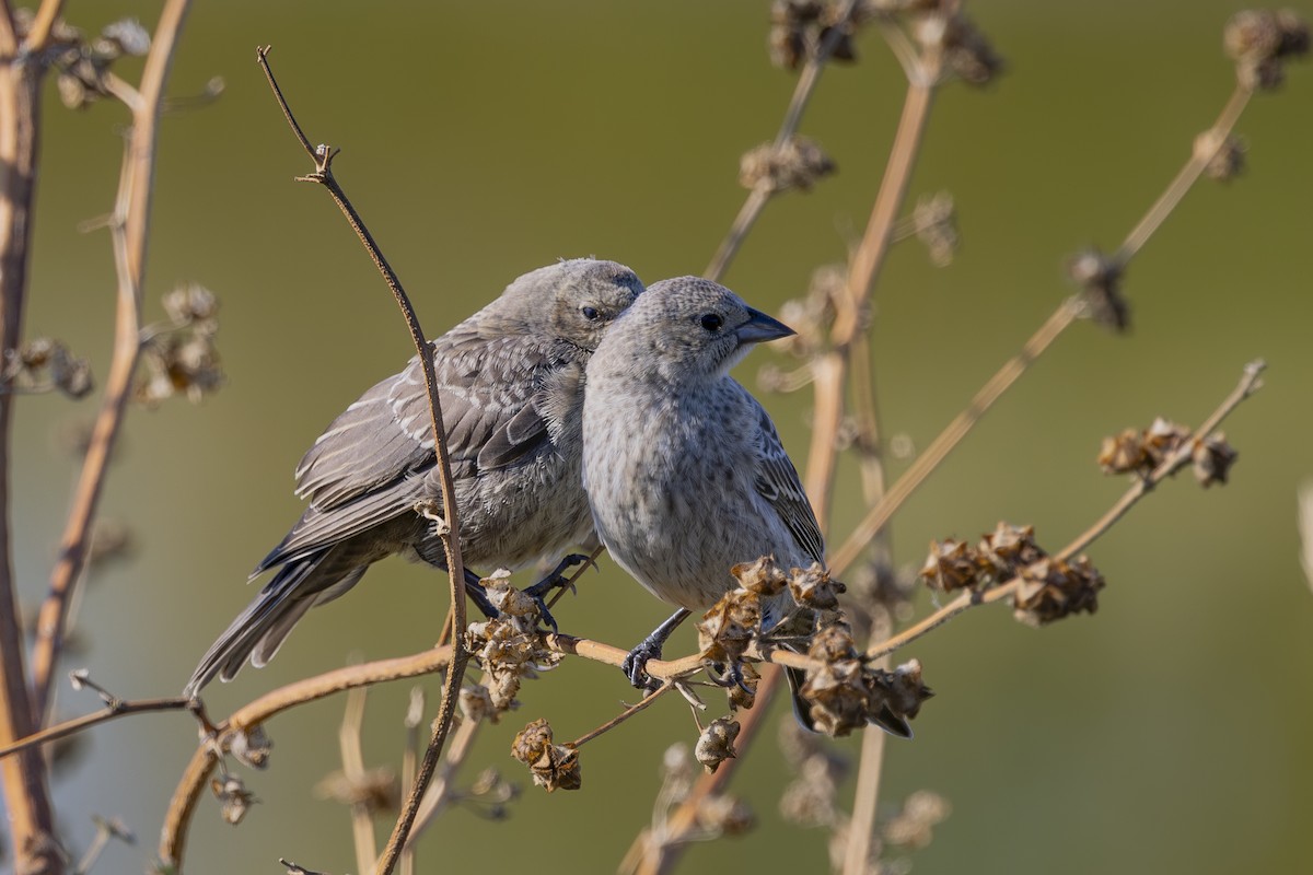 Brown-headed Cowbird - ML622138873