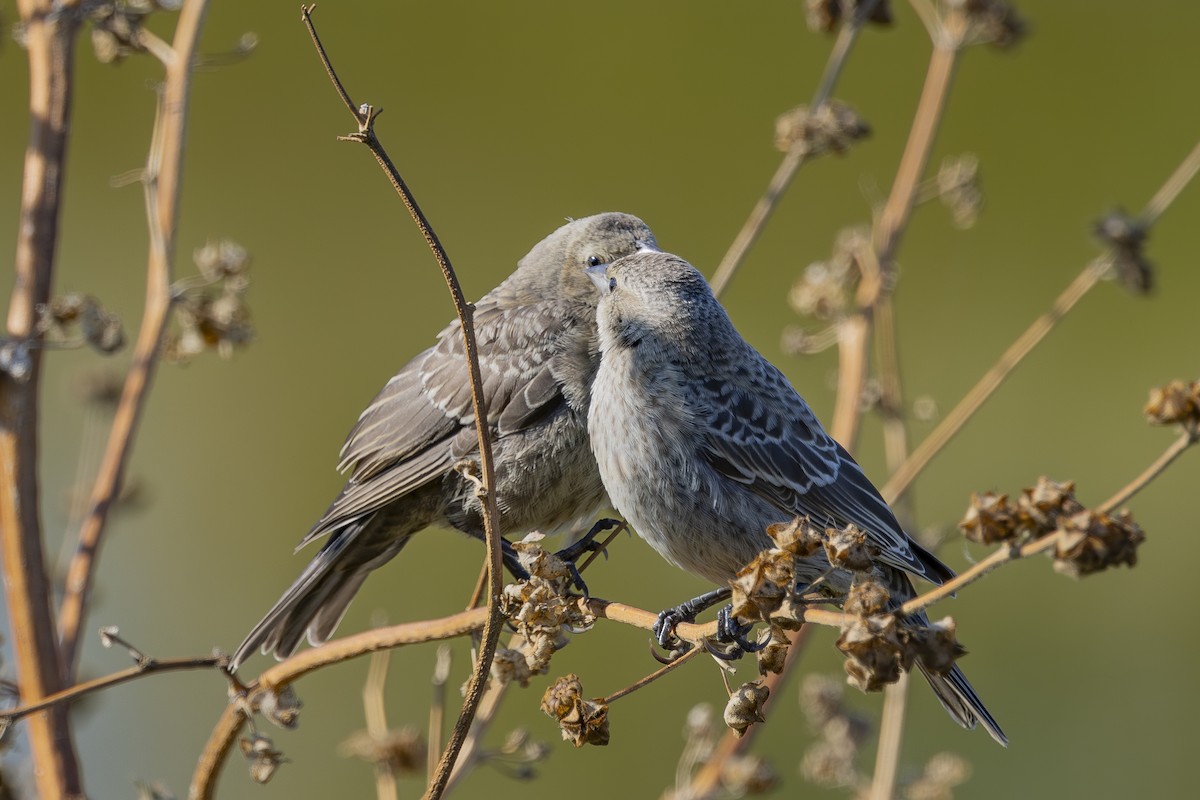 Brown-headed Cowbird - ML622138874