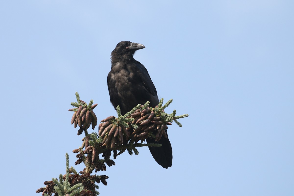 Common Raven - ML622138878