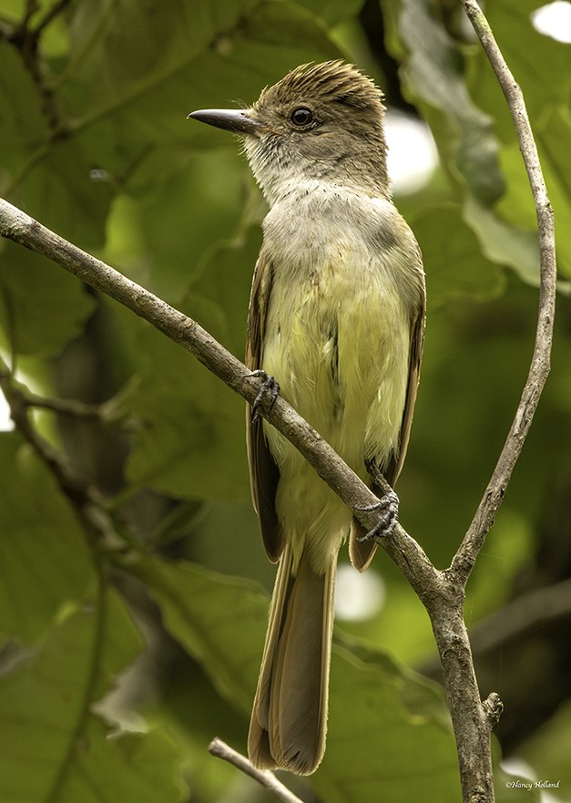 Brown-crested Flycatcher - ML622138912