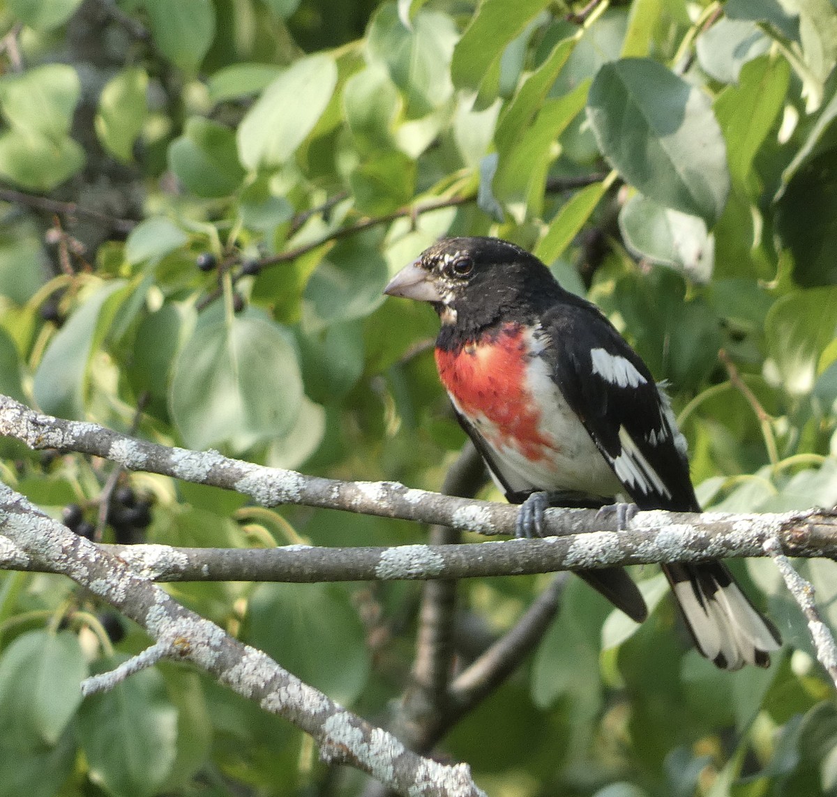 Rose-breasted Grosbeak - ML622138919