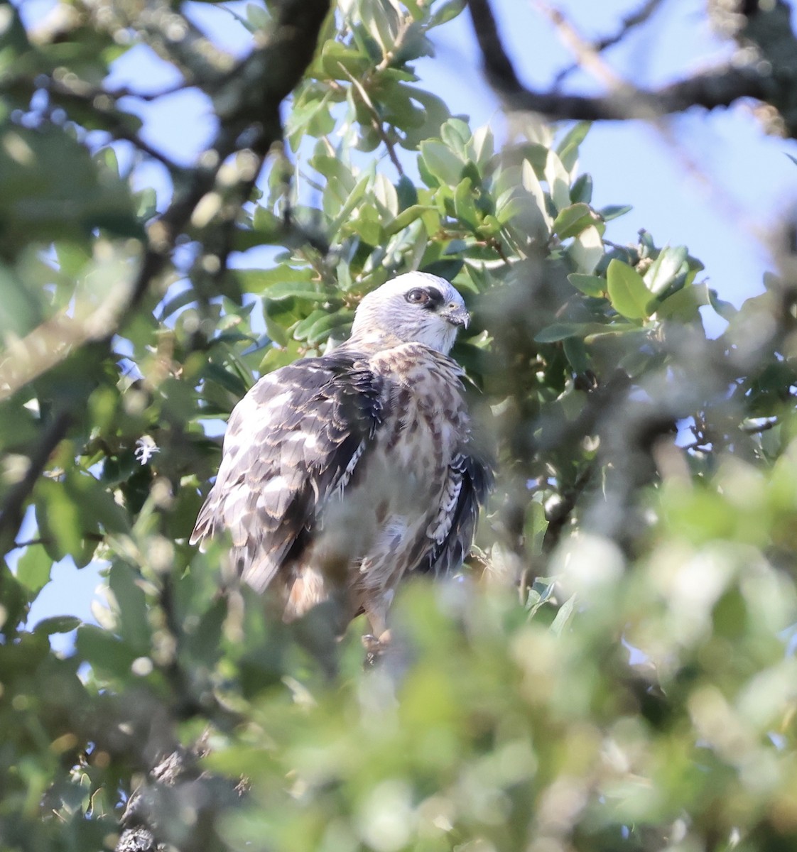 Mississippi Kite - ML622138921