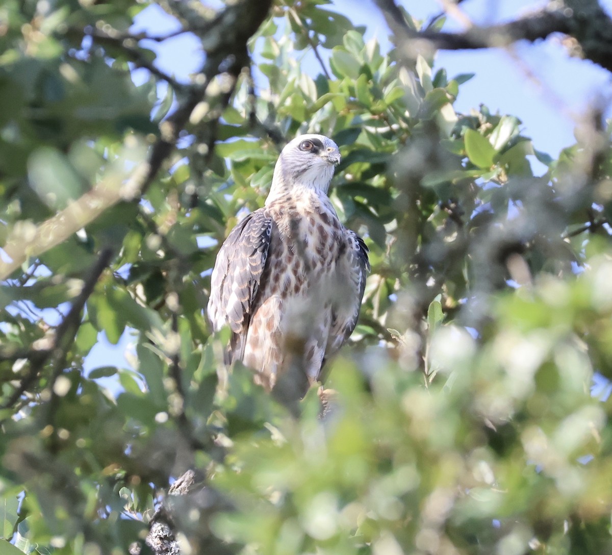 Mississippi Kite - ML622138922