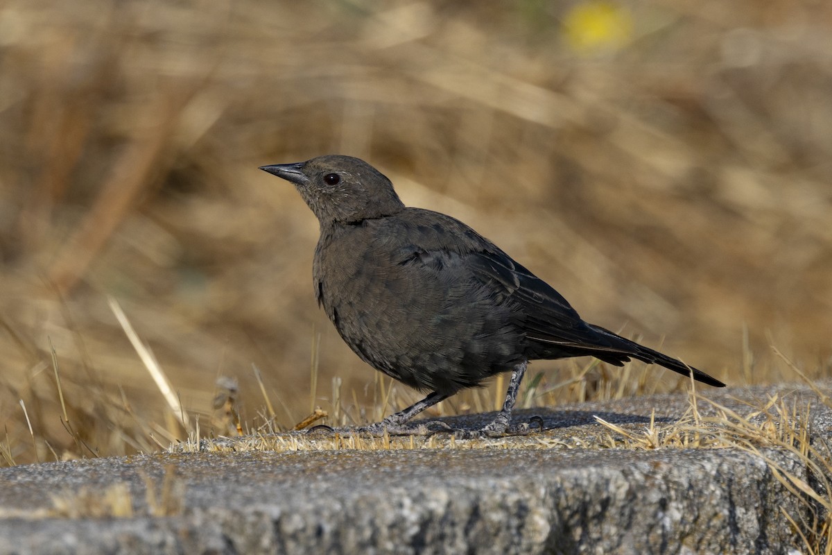 Brewer's Blackbird - ML622138924