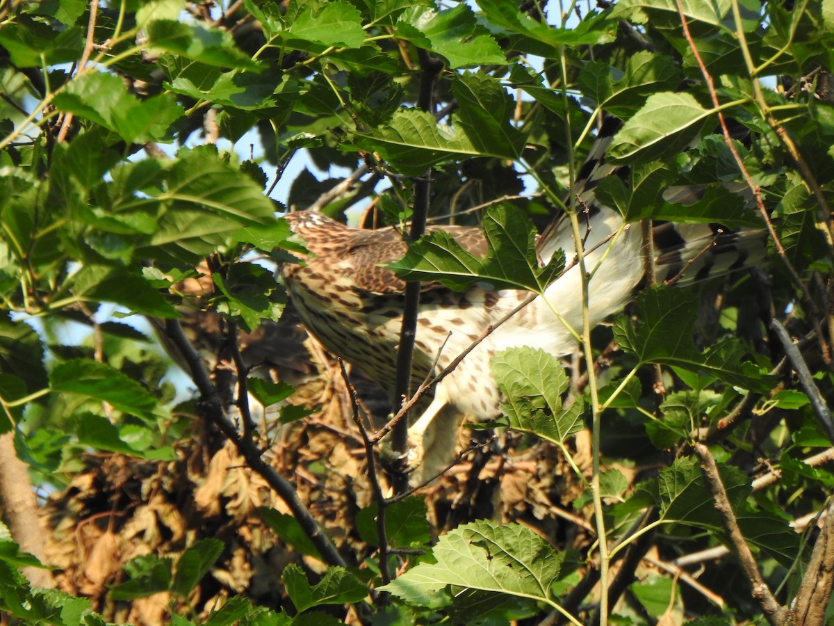 Cooper's Hawk - Liren Varghese