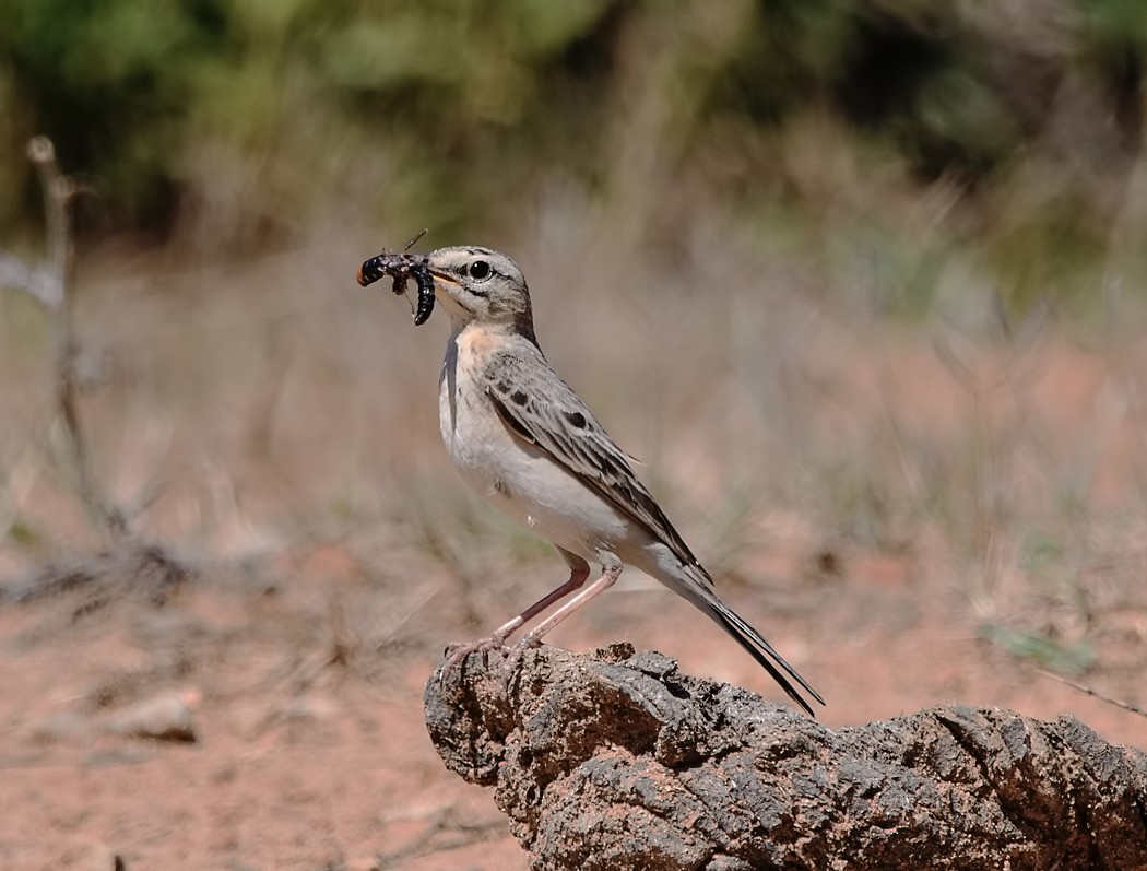 Tawny Pipit - ML622138931