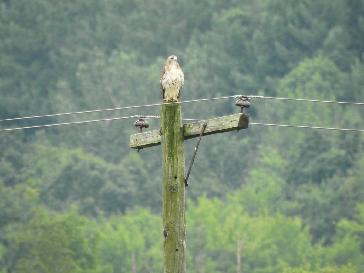 Red-tailed Hawk - ML622138936