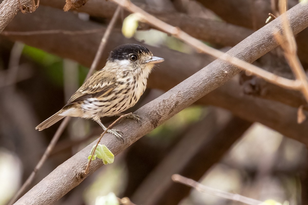 African Broadbill - ML622138938