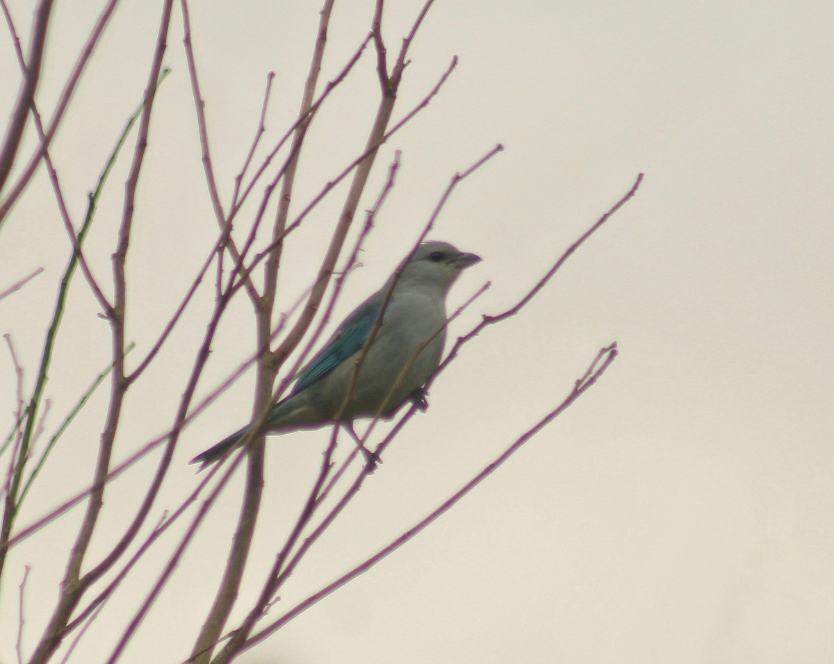 Sayaca Tanager - ML622138939