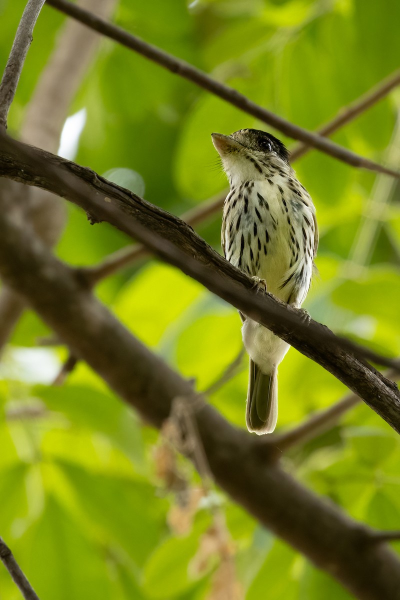 African Broadbill - ML622138940