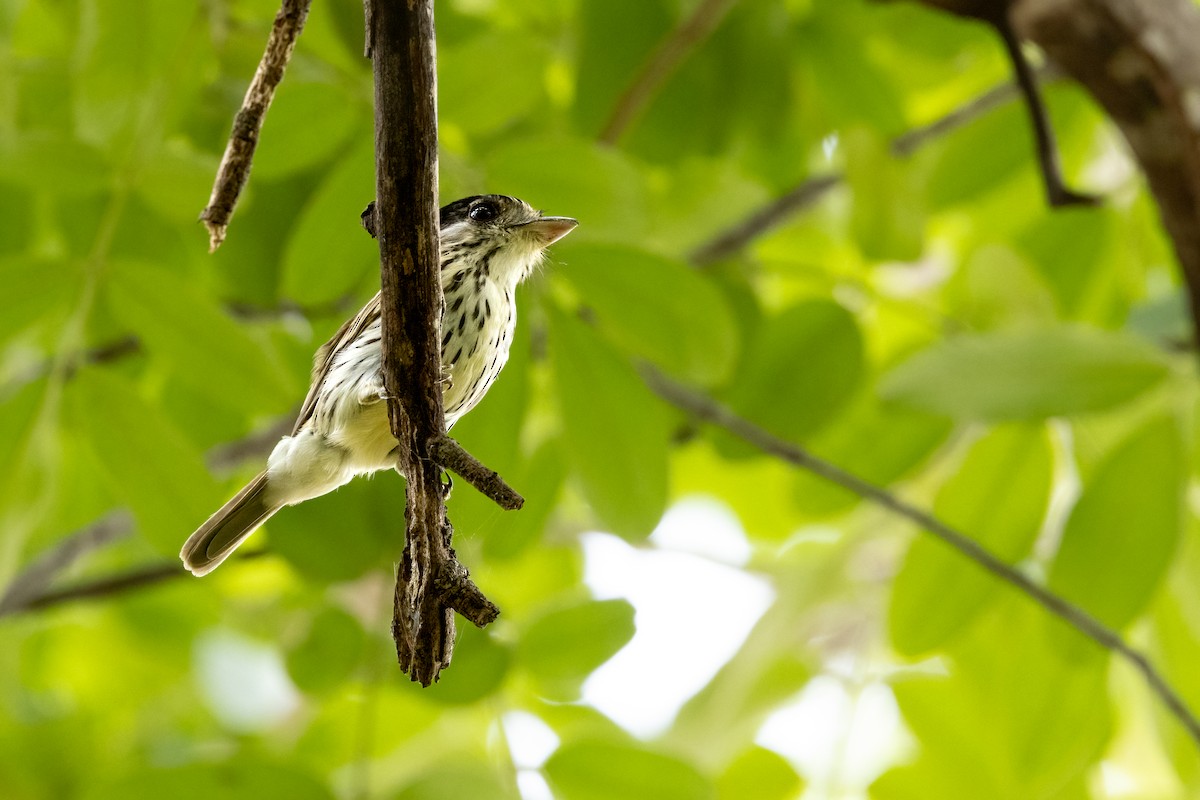 African Broadbill - ML622138941