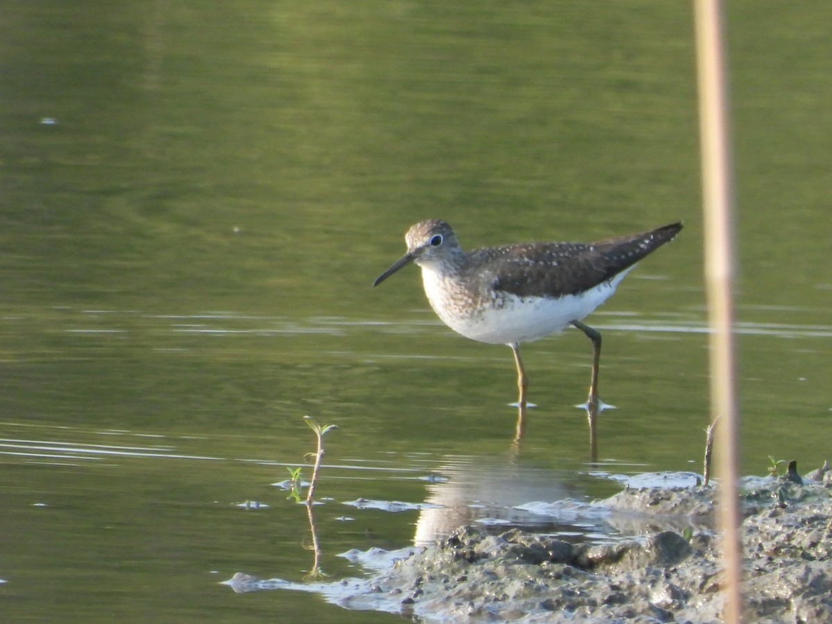 Solitary Sandpiper - Kurt Emmert  🦆