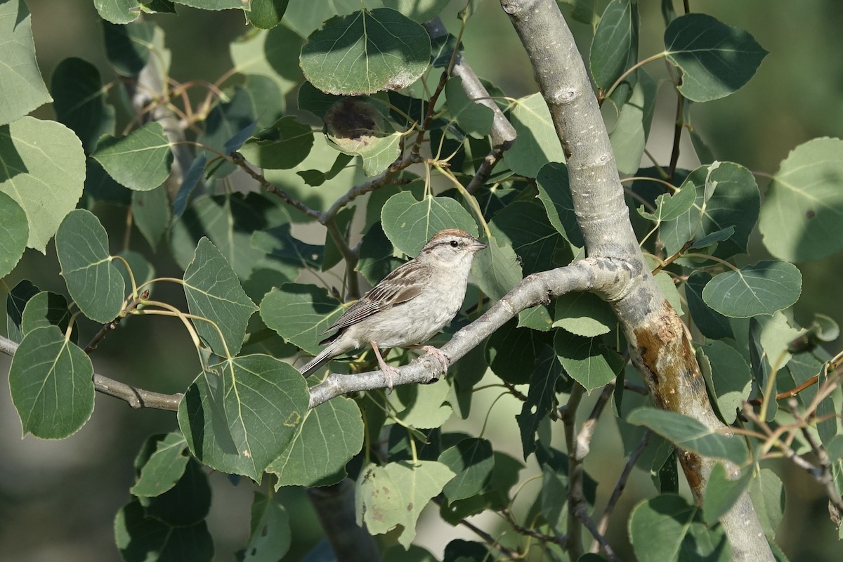 Chipping Sparrow - ML622138957