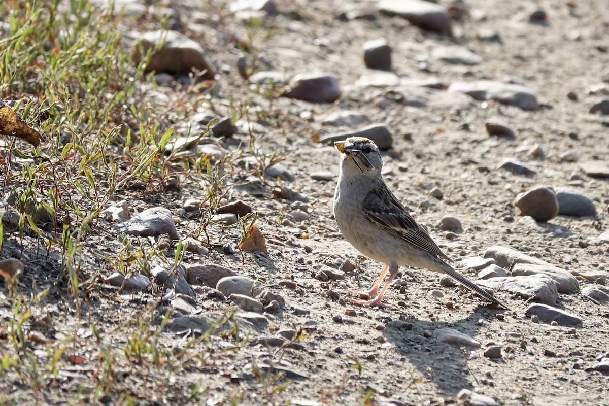 Chipping Sparrow - ML622138958