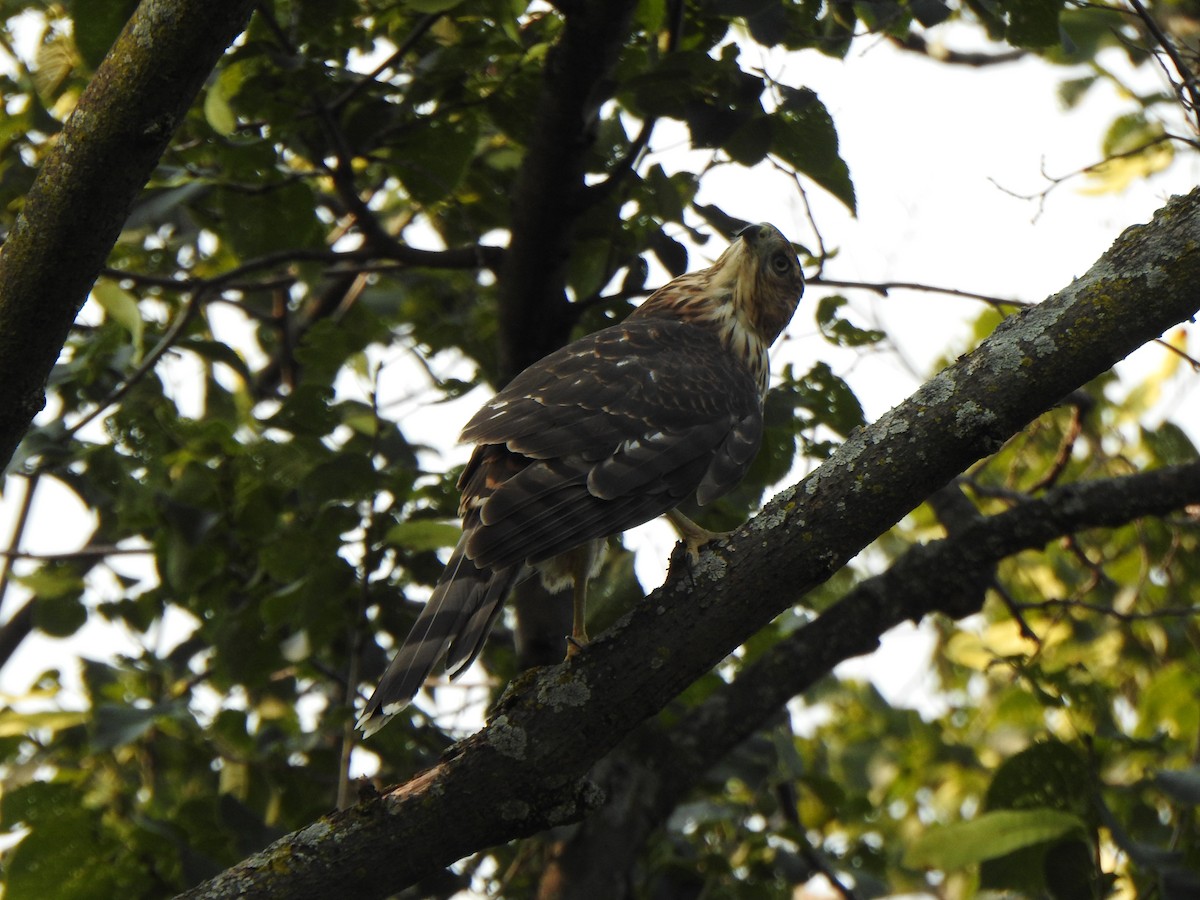 Cooper's Hawk - ML622138959