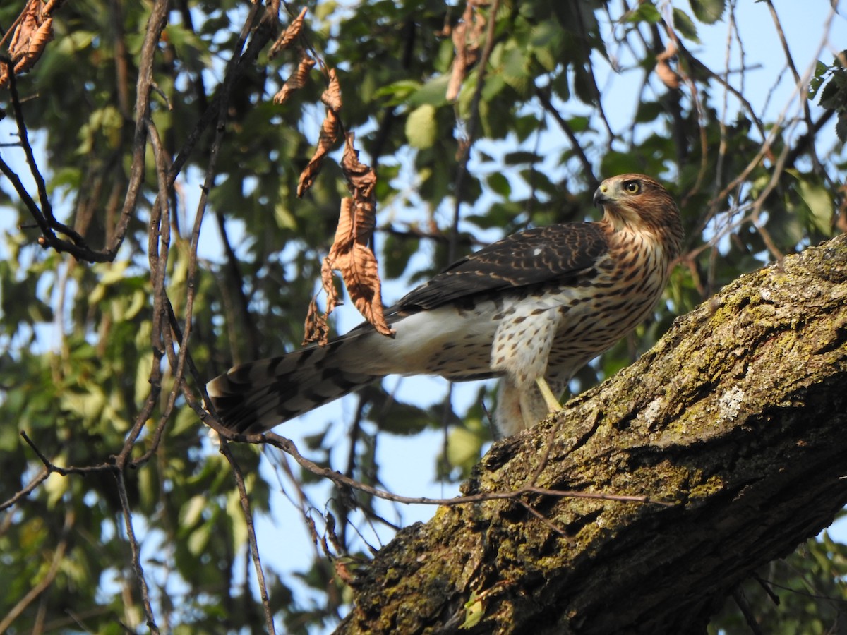 Cooper's Hawk - ML622138960