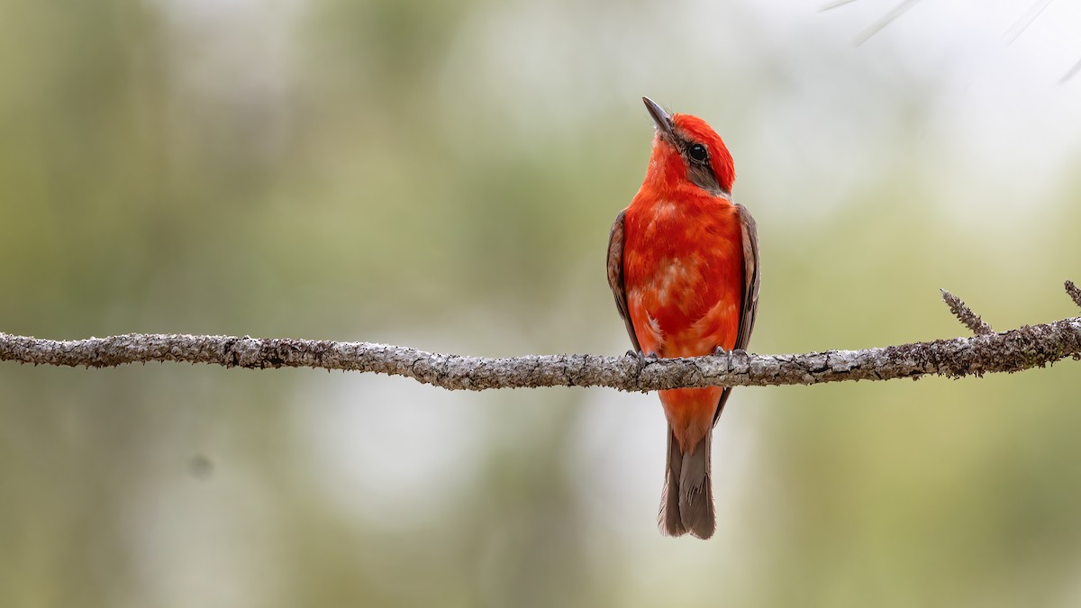 Vermilion Flycatcher - ML622138961