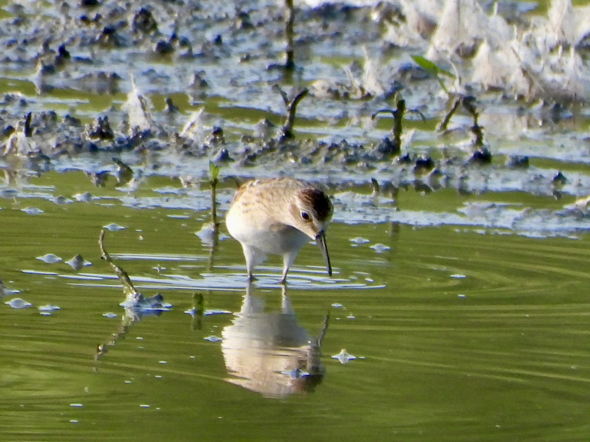 Least Sandpiper - ML622138964