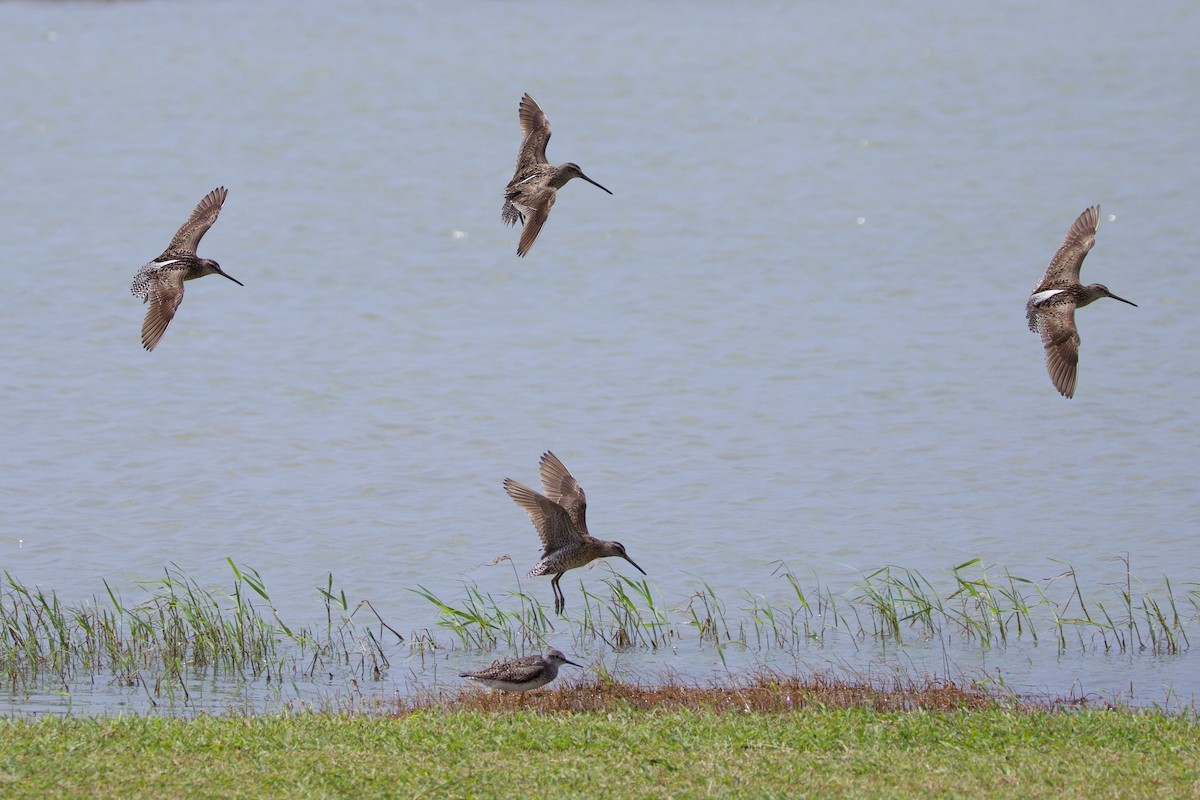 Short-billed Dowitcher - ML622138965