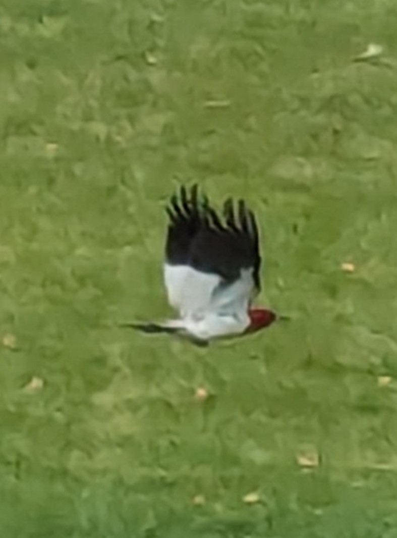 Red-headed Woodpecker - ML622139048