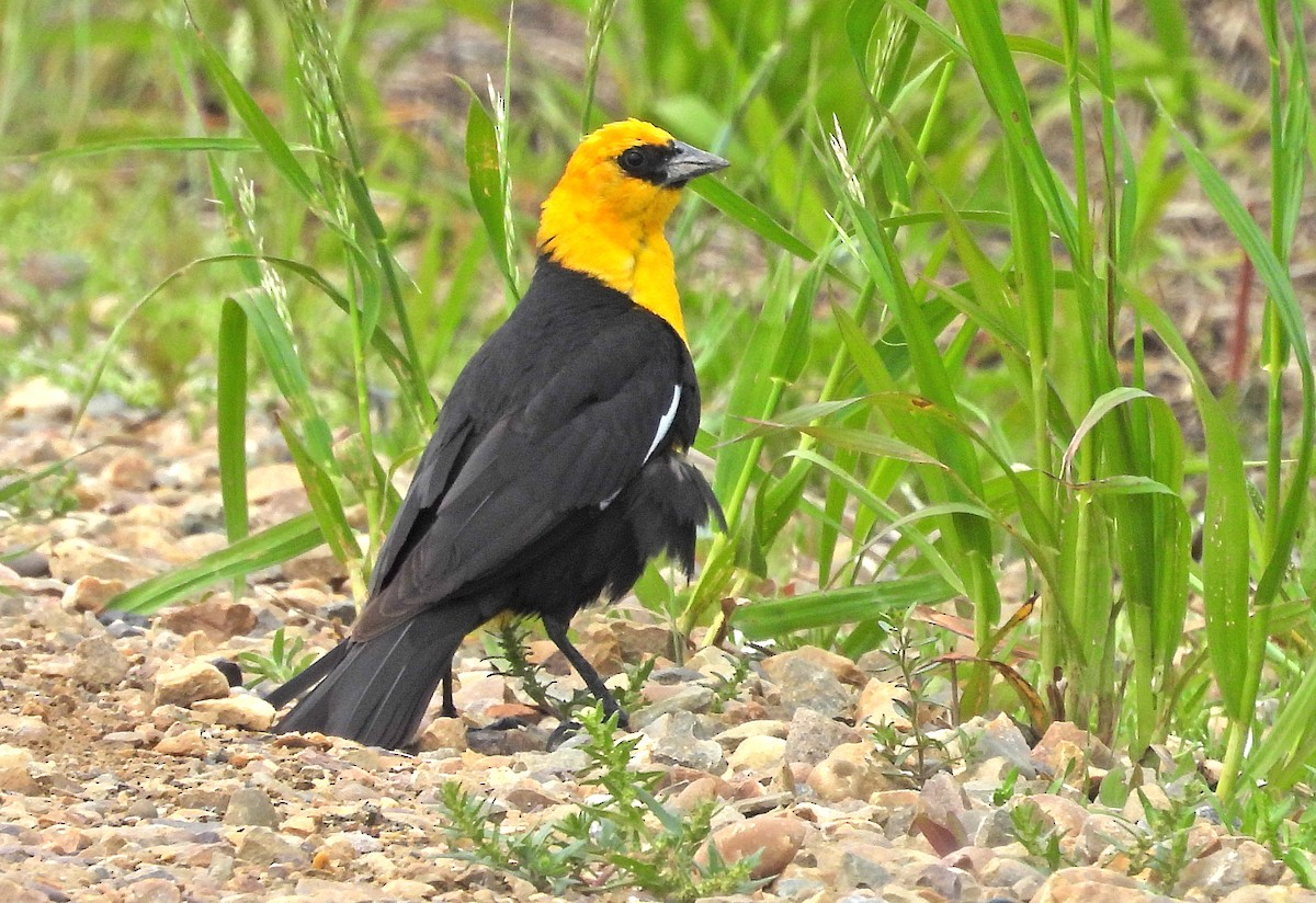 Yellow-headed Blackbird - Jean Iron