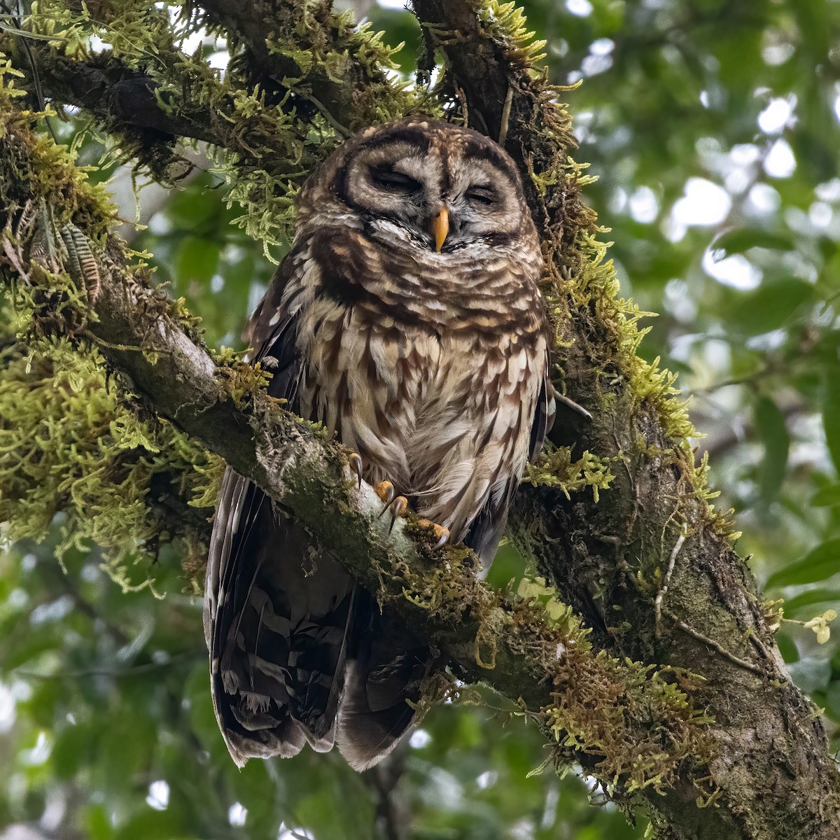 Fulvous Owl - ML622139075